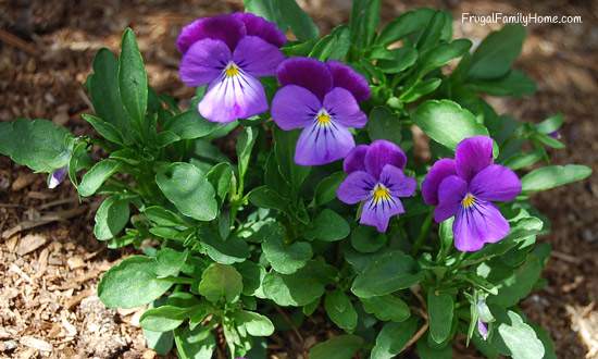 Spring flowers for less, ways to save money on spring flowers for your garden.