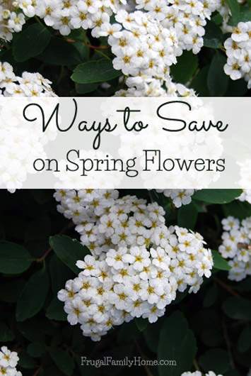 Some great ways to save on spring flowers. Frugal Family Home