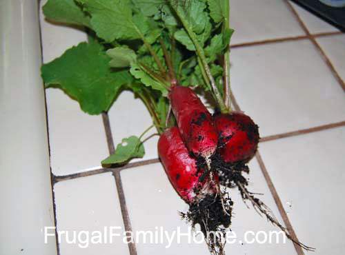 A few radishes we harvested from the garden. 