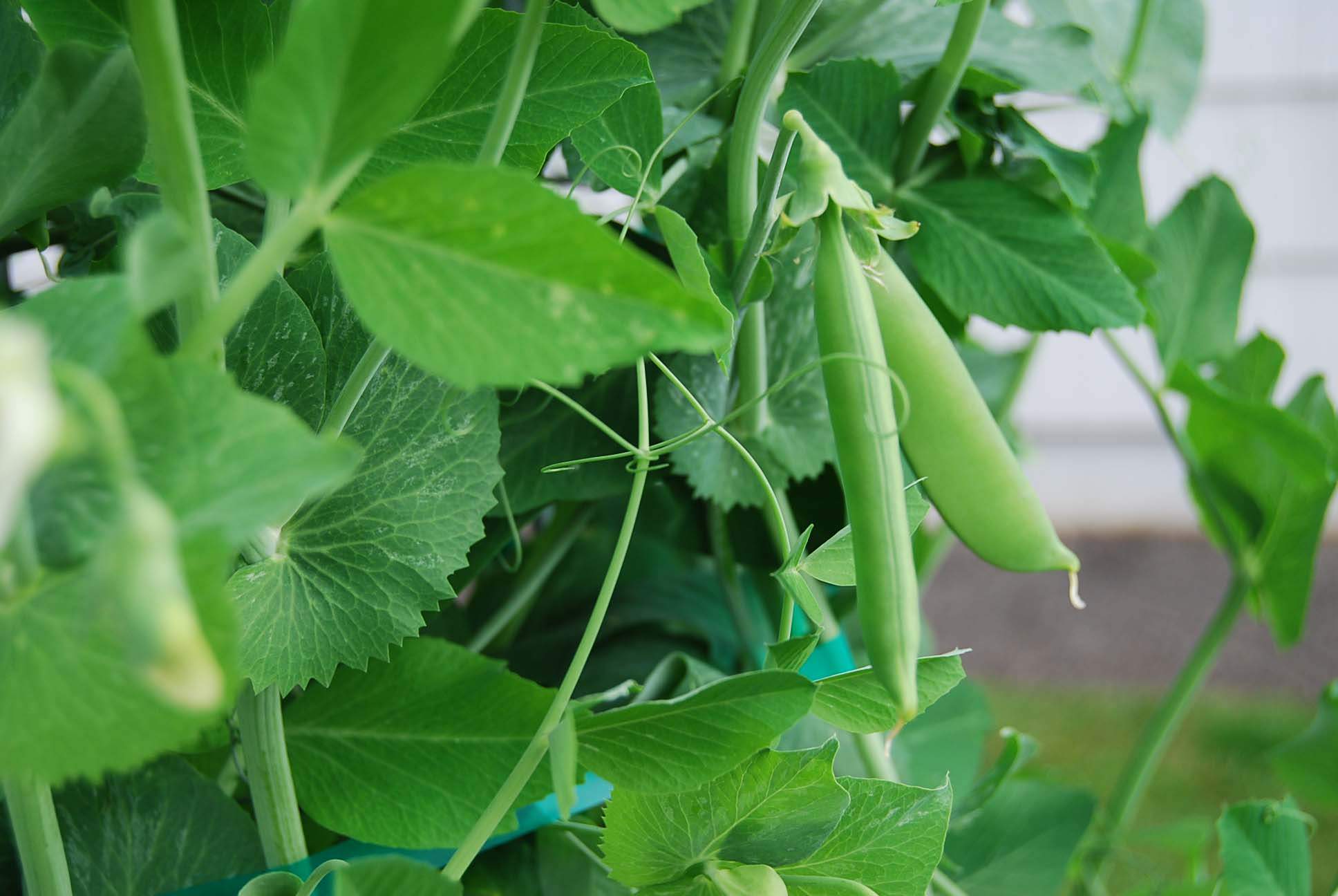 Sugar Snap Peas, How to Prepare What You Grow
