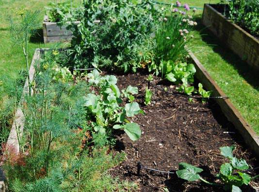 One of our garden beds