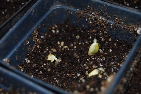 Cucumber Seeds