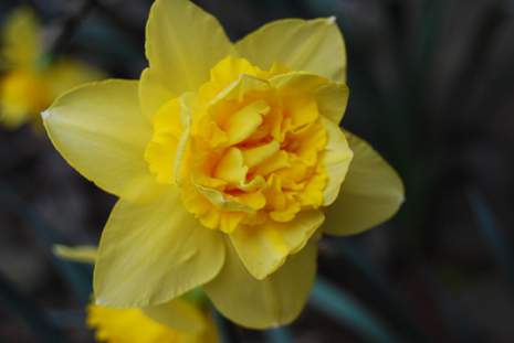 Daffodil