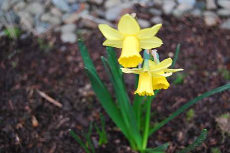 Daffodils