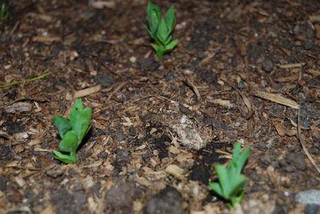 Peas in the garden