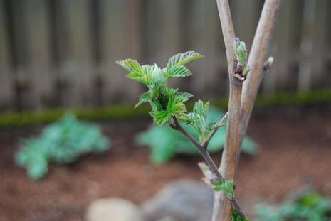 Raspberries