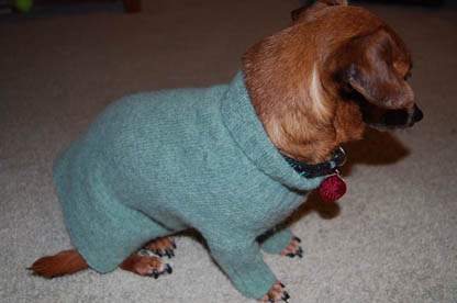 Sweater on Dog