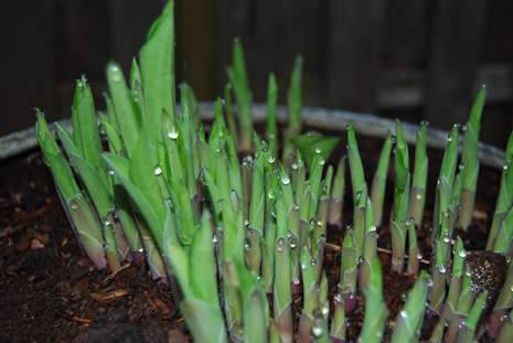 Another Hosta with Water droplets