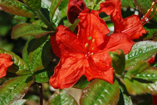 Azalea in bloom