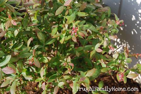 Blueberry Blossoms