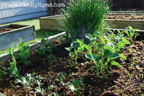 Chive, Bush Peas, Broccoli and Kale