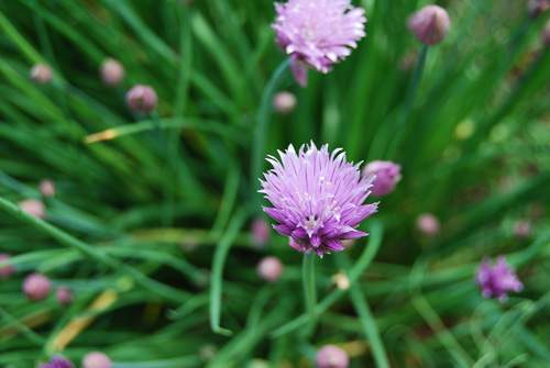 Chives In Bloom