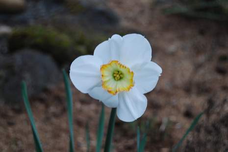 Daffodil White with yellow Fringe