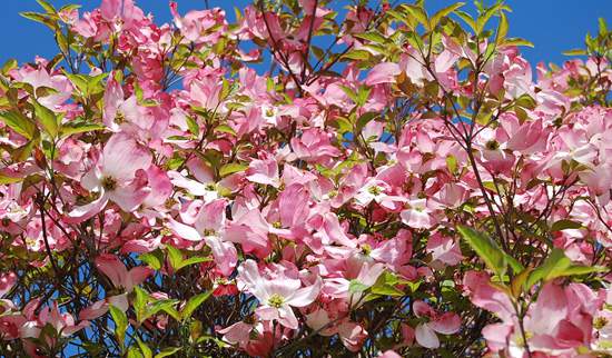 Dogwoods in Bloom