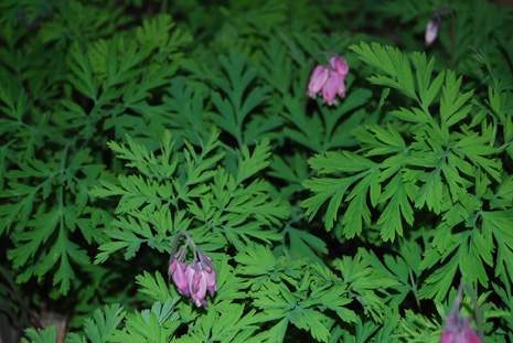 Dwarf Bleeding Heart