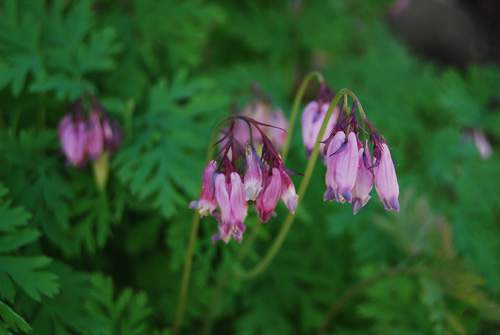 Dwarf Bleeding Hearts