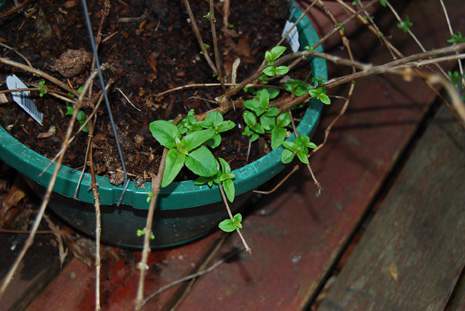 Fuchsia Coming Back to Life