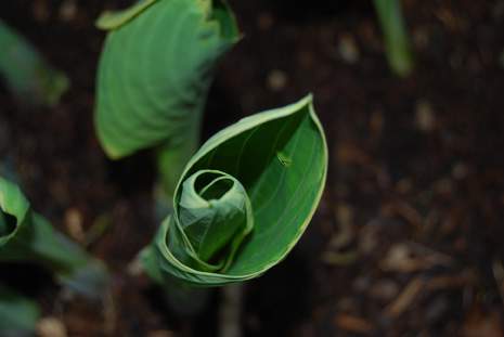 Hosta Leaf starting to unroll