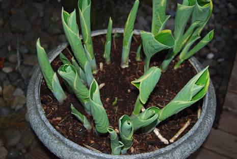 Hosta Starting to Open