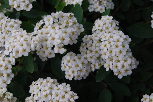 Pom POm Flowers