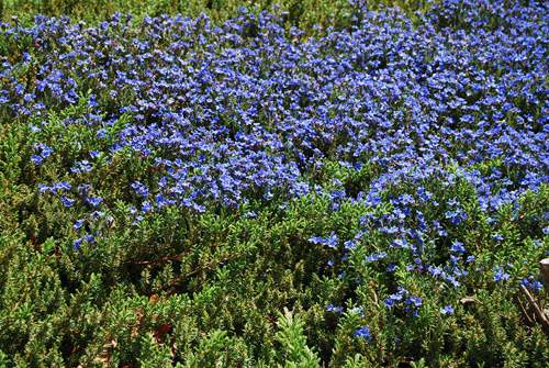 Purple Flowers in with the juniper