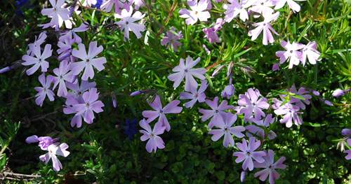 Purple and White Phlox