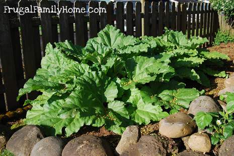 Rhubarb Plants