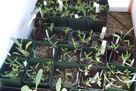 Seedlings in their cold frame