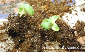 Seedlings waiting on new home