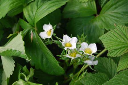 Strawberry Flowers