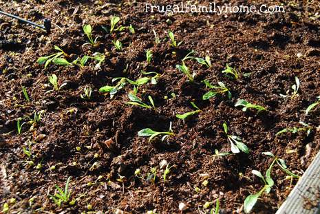 Transplanted Beets