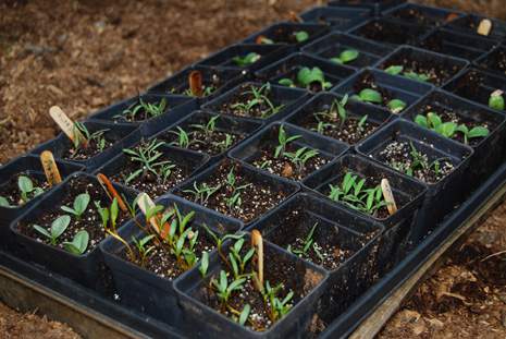 Vegetable Seedlings