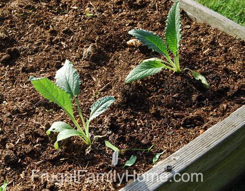 Artichokes in