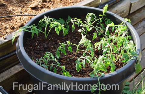 Cherry Tomatoes Transplanted