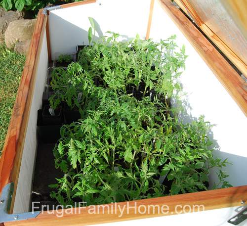 Cold Frame is a little more empty