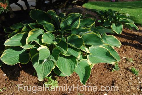 Hostas