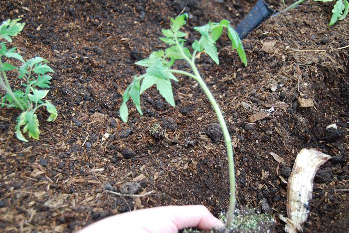 Leaves Removed From Stem