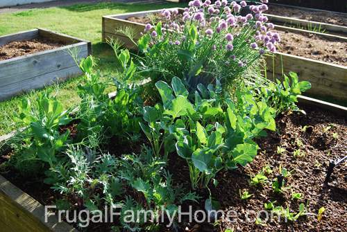 Peas, Broccoli and More