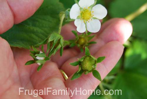 Strawberry Plants