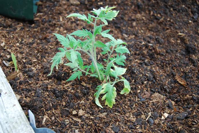 Tomato All Planted