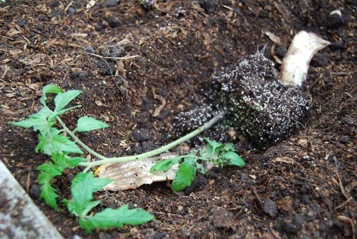 Tomato Plant in trench