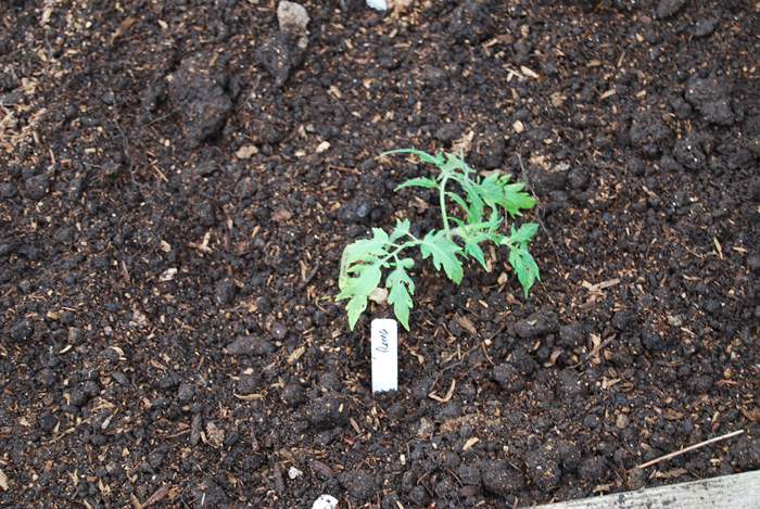 Tomato Planted