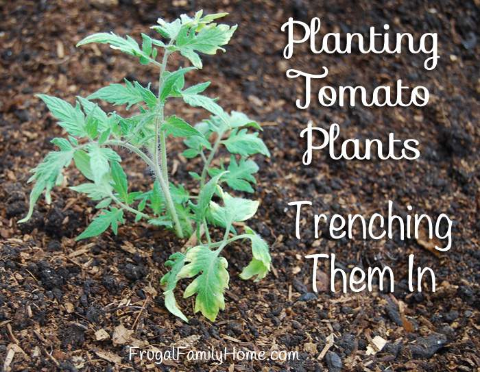 Planting Tomato Plants Trenching Them In Frugal Family Home,Can I Freeze Mushrooms