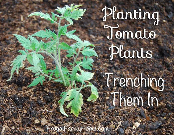 New to gardening? Do you need to know how to plant tomatoes in your garden? Don't plant tomatoes in your summer garden until you learn my two secret ingredients on how to grow your tomatoes!