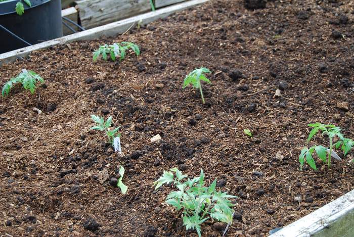 Tomatoes All Planted Upclose