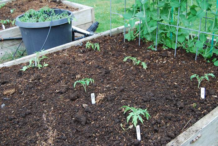 Tomatoes All Planted
