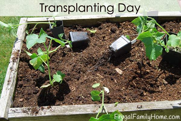 Transplanting Banner