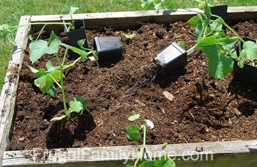 Wind Kept Knocking the Cucumbers over