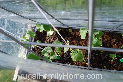 all protected in their new little greenhouse