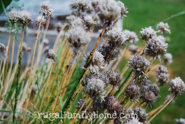 Black Bugs on Chives